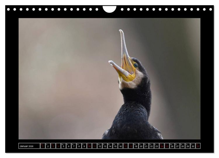 Produktbild: Niederrheinische Vogelwelt (Wandkalender 2026 DIN A4 quer), CALVENDO Monatskalender