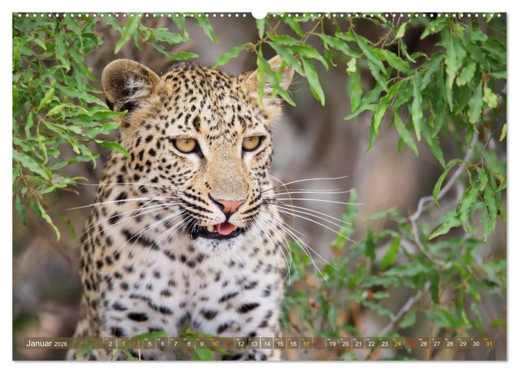 Produktbild: L&ouml;wen und Leoparden - Begegnungen in Afrika (hochwertiger Premium Wandkalender 2026 DIN A2 quer), Kunstdruck in Hochglanz
