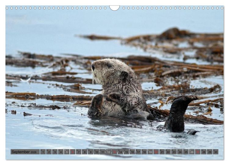 Produktbild: Wildtiere Nordamerikas (Wandkalender 2026 DIN A3 quer), CALVENDO Monatskalender