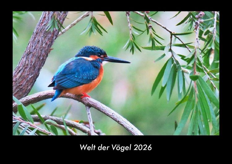 Produktbild: Welt der V&ouml;gel 2026 Fotokalender DIN A3