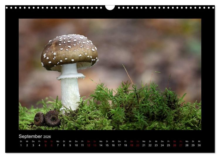 Produktbild: Pilzgalerie - Heimische Pilze aus der Region Rheinland-Pfalz (Wandkalender 2026 DIN A3 quer), CALVENDO Monatskalender