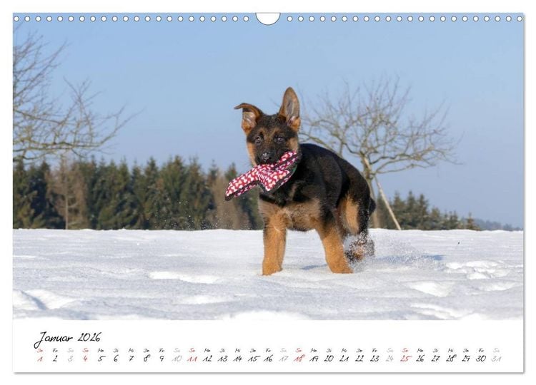 Produktbild: Sch&auml;ferhunde Seelenhunde (Wandkalender 2026 DIN A3 quer), CALVENDO Monatskalender