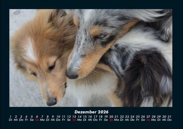 Produktbild: Hunde 2026 Fotokalender DIN A4