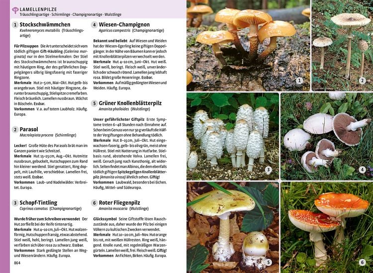 Produktbild: Der gro&szlig;e Kosmos-Naturf&uuml;hrer Tiere und Pflanzen
