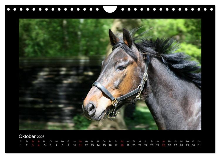 Produktbild: Zauberhafte Pferde (Wandkalender 2026 DIN A4 quer), CALVENDO Monatskalender