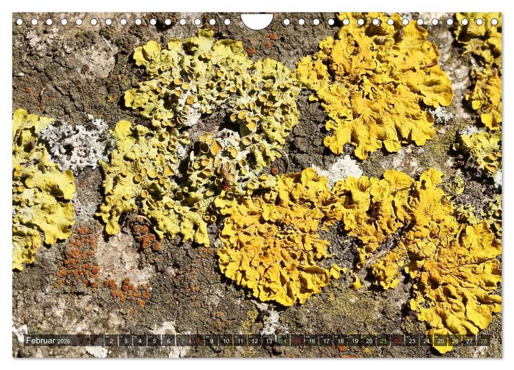 Produktbild: Krustenflechten - Pioniere auf Fels (Wandkalender 2026 DIN A4 quer), CALVENDO Monatskalender