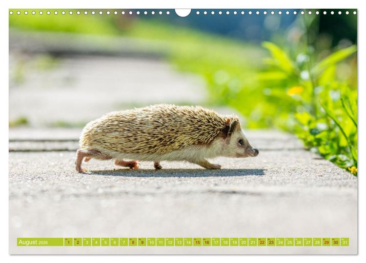 Produktbild: Atelerix - Afrikanische Wei&szlig;bauchigel (Wandkalender 2026 DIN A3 quer), CALVENDO Monatskalender