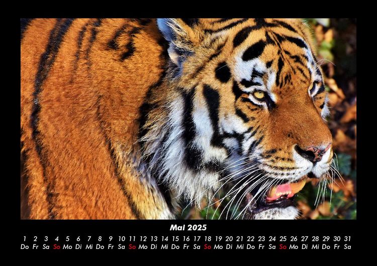 Produktbild: Tiger 2025 Fotokalender DIN A3
