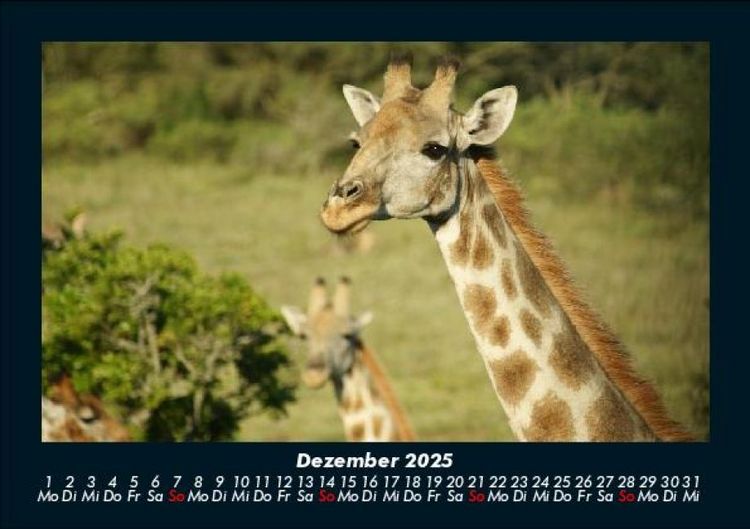 Produktbild: Giraffen 2025 Fotokalender DIN A5