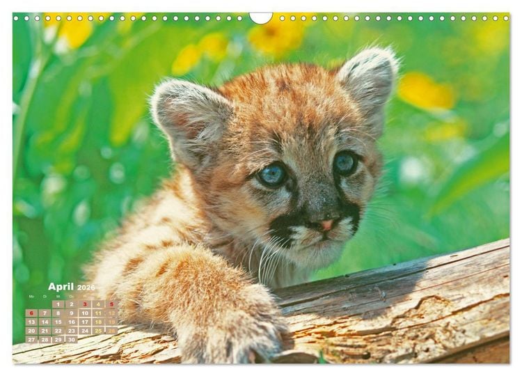 Produktbild: Puma: Auf leisen Pfoten (Wandkalender 2026 DIN A3 quer), CALVENDO Monatskalender