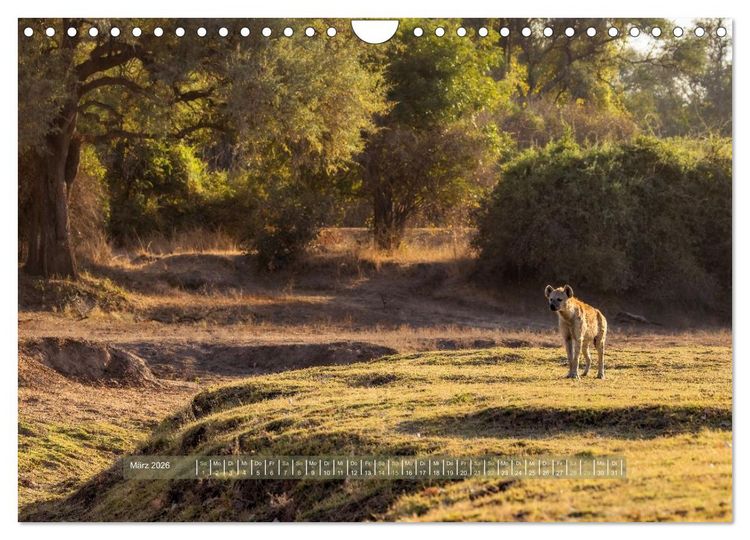 Produktbild: Sambias gro&szlig;artige Tierwelt (Wandkalender 2026 DIN A4 quer), CALVENDO Monatskalender