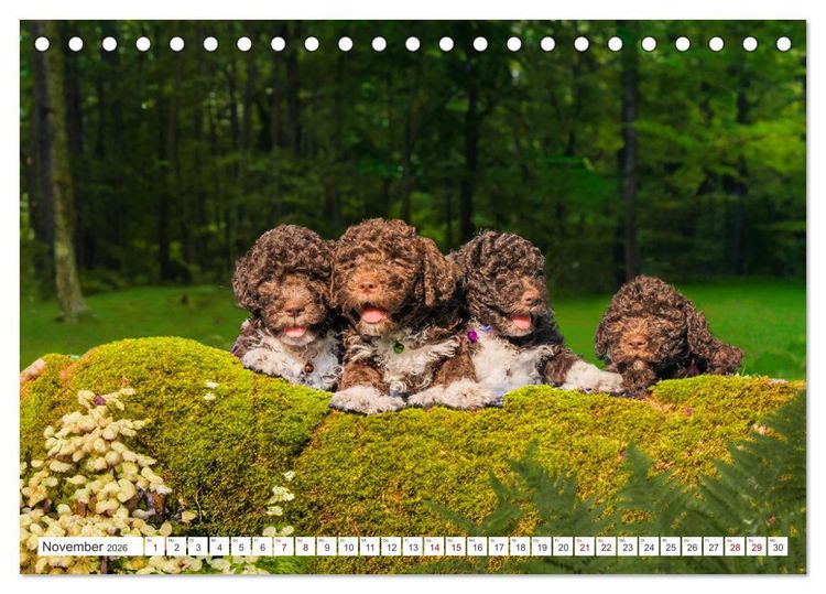 Produktbild: Lagotto Romagnolo Welpen - Sieben kleine Weltentdecker auf gro&szlig;er Fahrt (Tischkalender 2026 DIN A5 quer), CALVENDO Monatskalender