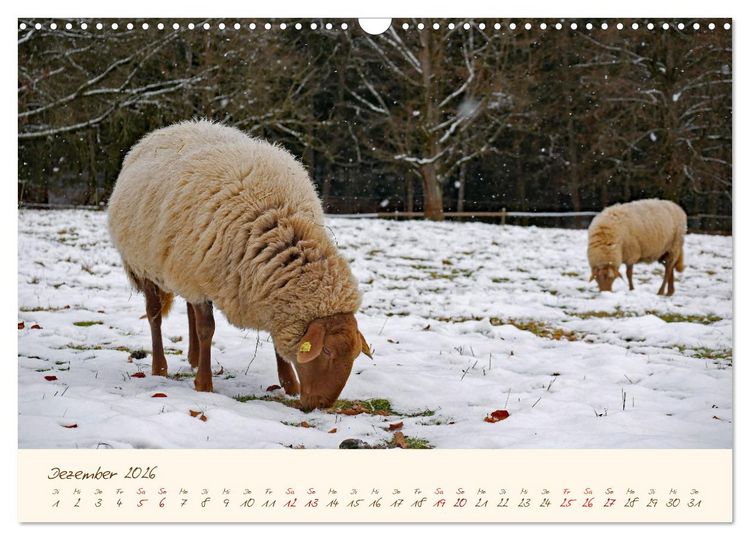 Produktbild: Coburger Fuchsschaf (Wandkalender 2026 DIN A3 quer), CALVENDO Monatskalender