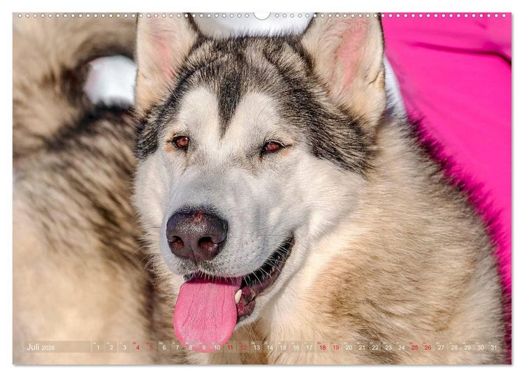 Produktbild: Alaskan Malamute in seinem Element (hochwertiger Premium Wandkalender 2026 DIN A2 quer), Kunstdruck in Hochglanz