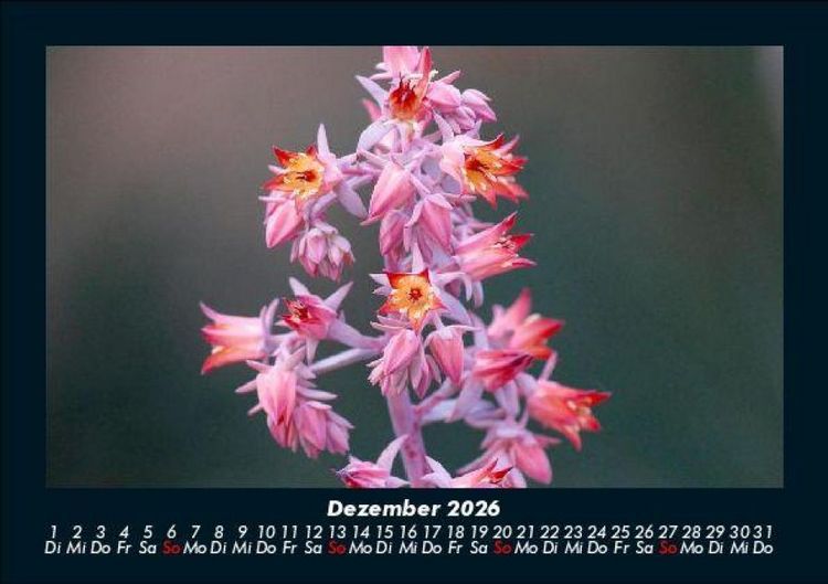 Produktbild: Blumentr&auml;ume 2026 Fotokalender DIN A5