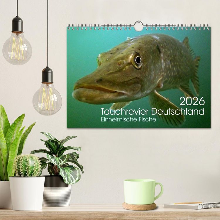 Produktbild: Tauchrevier Deutschland (Wandkalender 2026 DIN A4 quer), CALVENDO Monatskalender
