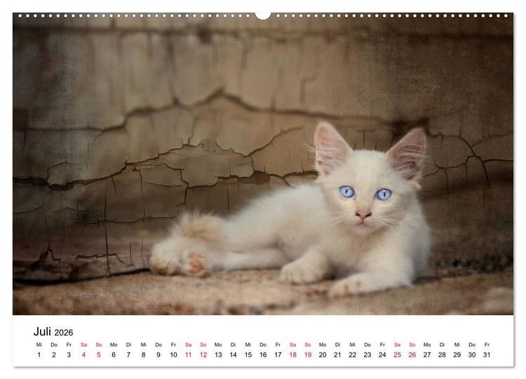 Produktbild: Katzenjahr 2026 (hochwertiger Premium Wandkalender 2026 DIN A2 quer), Kunstdruck in Hochglanz