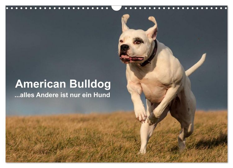 Produktbild: American Bulldog - alles Andere ist nur ein Hund (Wandkalender 2026 DIN A3 quer), CALVENDO Monatskalender