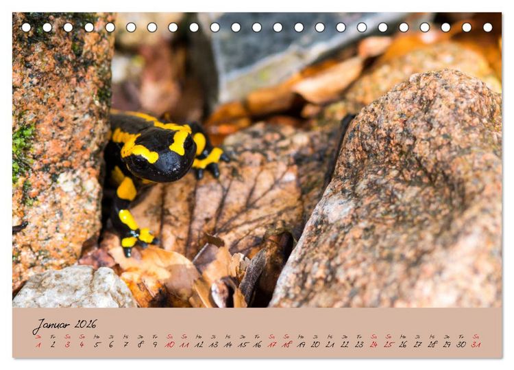 Produktbild: Feuersalamander - Liebenswerte Heimlichtuer (Tischkalender 2026 DIN A5 quer), CALVENDO Monatskalender