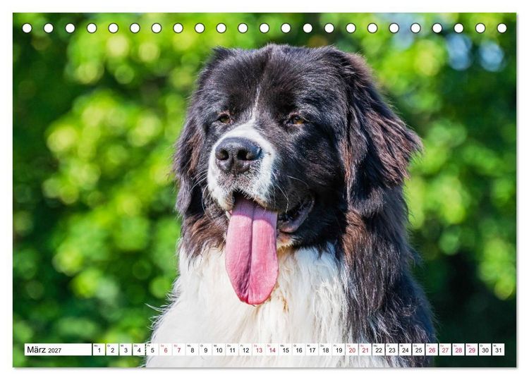 Produktbild: Traumhund Landseer (Tischkalender 2027 DIN A5 quer), CALVENDO Monatskalender