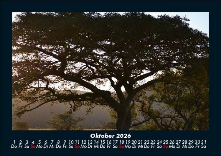 Produktbild: B&auml;ume 2026 Fotokalender DIN A5