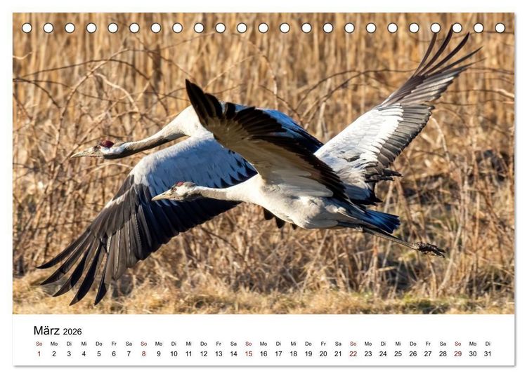 Produktbild: Kraniche im Erzgebirge (Tischkalender 2026 DIN A5 quer), CALVENDO Monatskalender