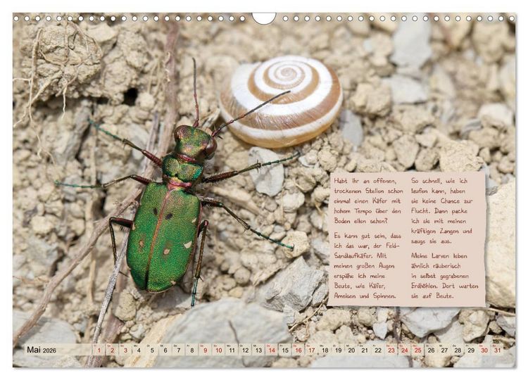 Produktbild: GEOclick Lernkalender: Insekten (Wandkalender 2026 DIN A3 quer), CALVENDO Monatskalender