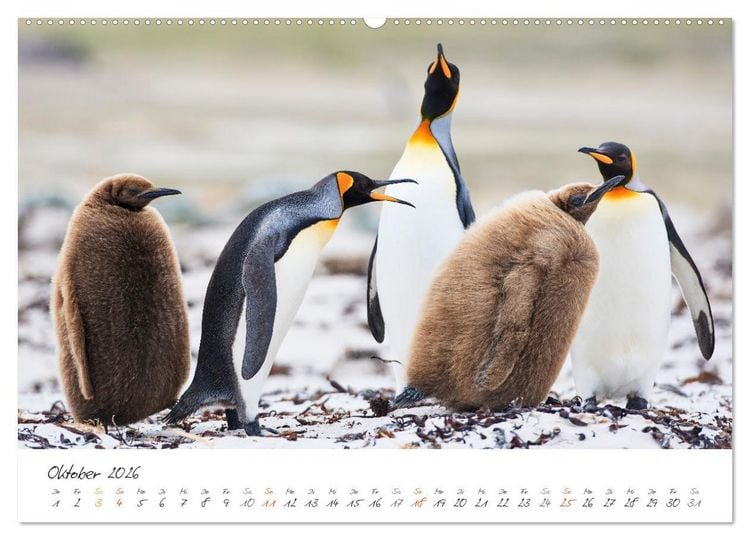 Produktbild: Tierisches von den Falklandinseln (Wandkalender 2026 DIN A2 quer), CALVENDO Monatskalender