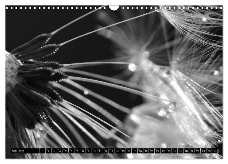 Produktbild: Pusteblume - Impressionen in schwarzwei&szlig; (Wandkalender 2026 DIN A3 quer), CALVENDO Monatskalender