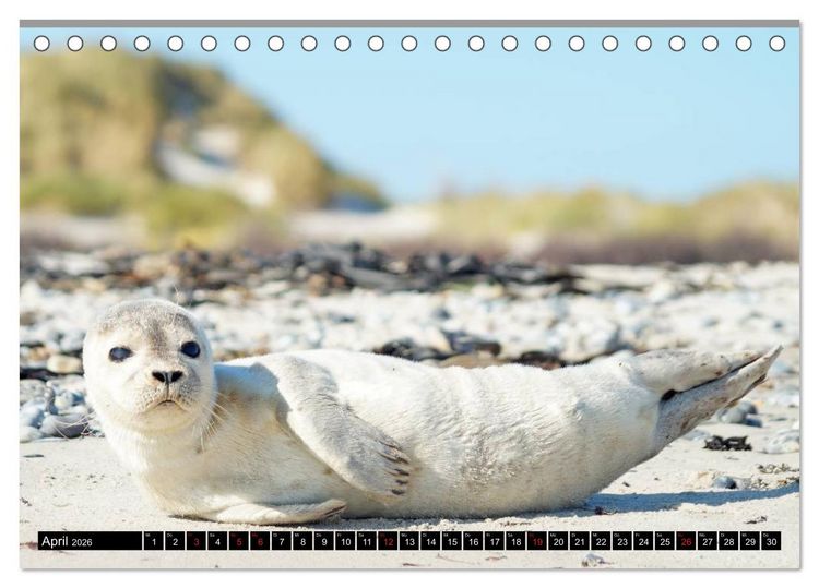 Produktbild: Robben an der Nordsee (Tischkalender 2026 DIN A5 quer), CALVENDO Monatskalender