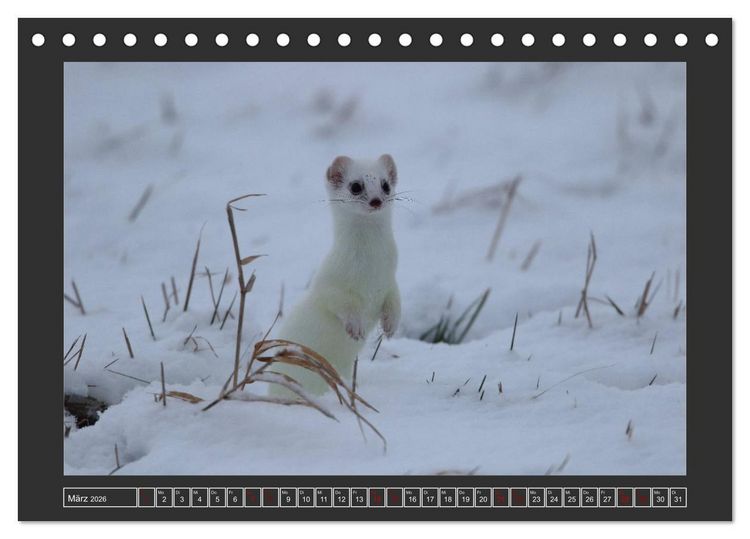 Produktbild: Winterzauber - Tiere in Eis und Schnee (Tischkalender 2026 DIN A5 quer), CALVENDO Monatskalender