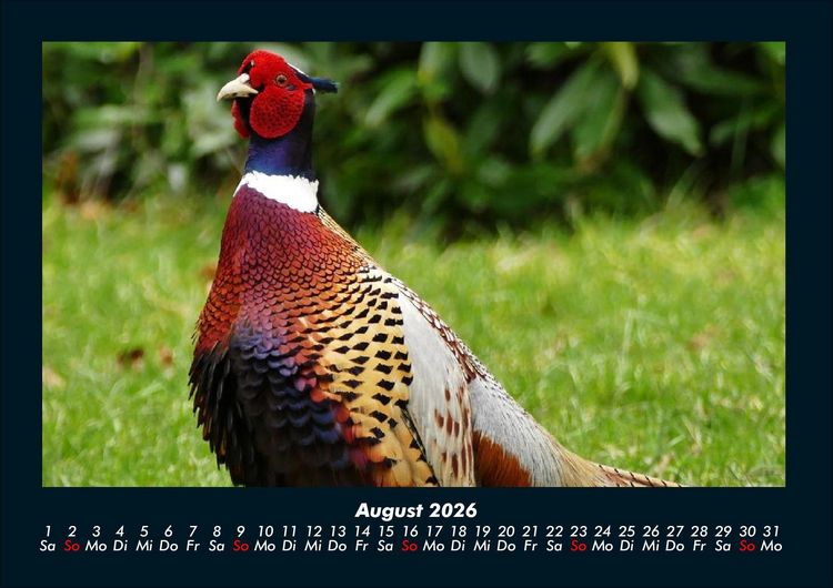 Produktbild: V&ouml;gel 2026 Fotokalender DIN A4