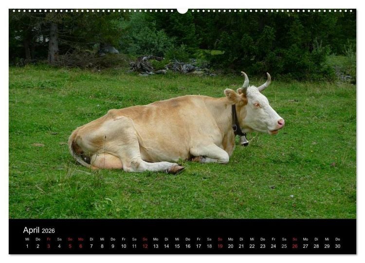 Produktbild: Die Welt der K&uuml;he (hochwertiger Premium Wandkalender 2026 DIN A2 quer), Kunstdruck in Hochglanz