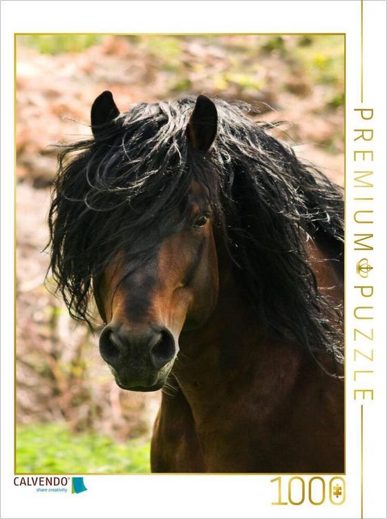 Produktbild: CALVENDO Puzzle Schwarzw&auml;lder Kaltbluthengst im Portrait | 1000 Teile Lege-Gr&ouml;&szlig;e 64x48cm Foto-Puzzle f&uuml;r gl&uuml;ckliche Stunden