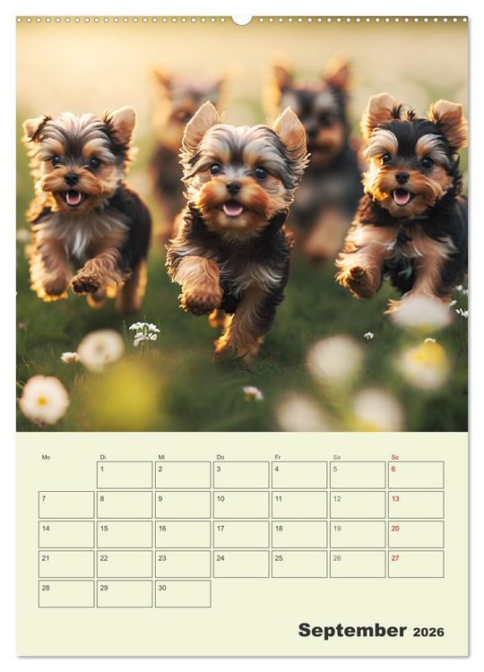 Produktbild: Yorkshire Terrier. Fr&ouml;hliche Energieb&uuml;ndel in Aktion (Wandkalender 2026 DIN A2 hoch), CALVENDO Monatskalender