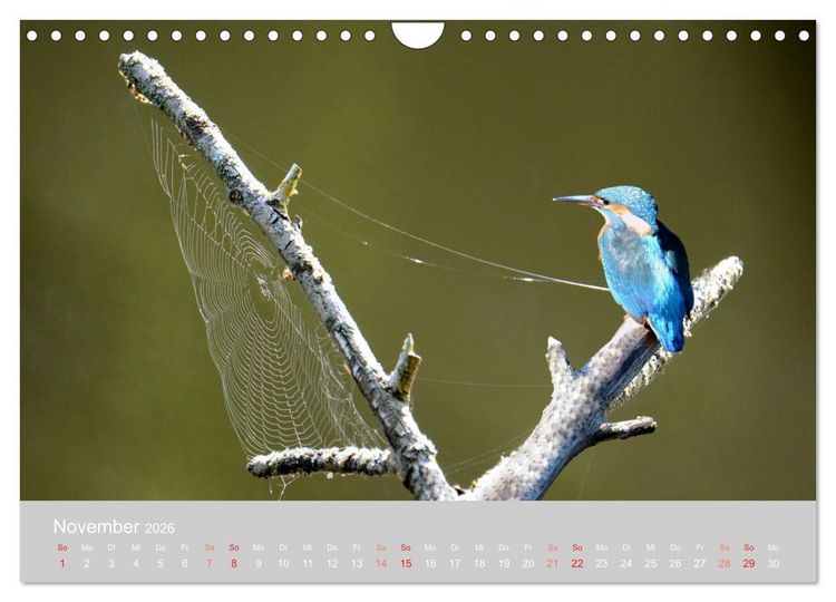 Produktbild: Der Eisvogel, ein Juwel der Natur (Wandkalender 2026 DIN A4 quer), CALVENDO Monatskalender