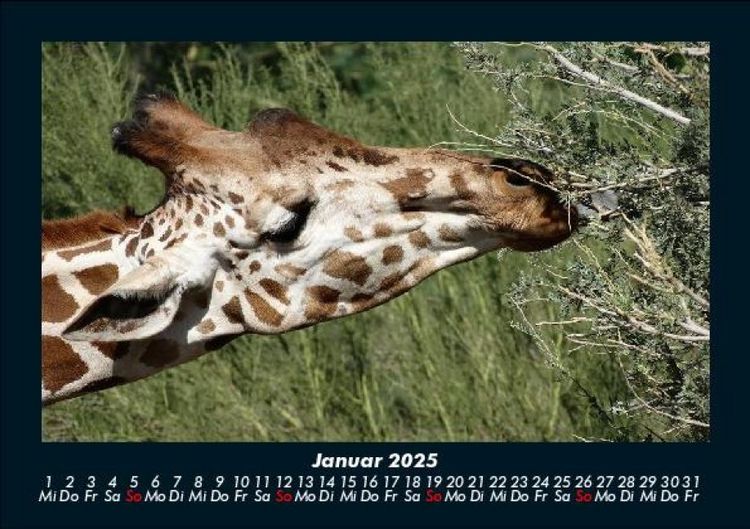 Produktbild: Giraffen 2025 Fotokalender DIN A5