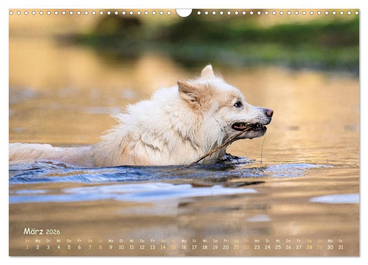 Produktbild: Mein isl&auml;ndischer Wasserhund (Wandkalender 2026 DIN A3 quer), CALVENDO Monatskalender