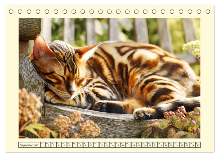 Produktbild: Bengalkatzen. Der elegante Mini-Leopard im Garten (Tischkalender 2026 DIN A5 quer), CALVENDO Monatskalender