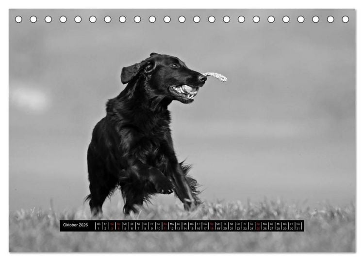 Produktbild: Flatcoated Retriever Black Edition (Tischkalender 2026 DIN A5 quer), CALVENDO Monatskalender