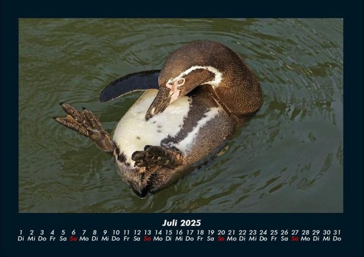 Produktbild: Pinguine & Eisb&auml;ren 2025 Fotokalender DIN A4