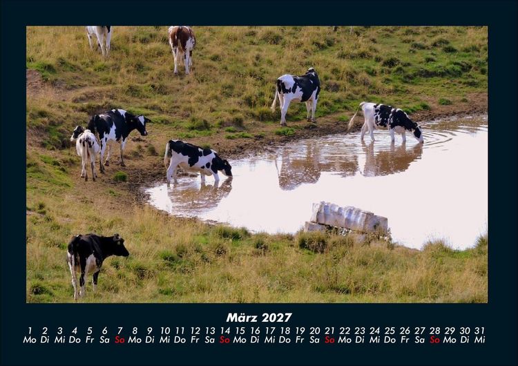 Produktbild: Kuhkalender 2027 Fotokalender DIN A4