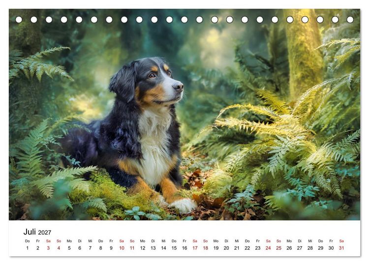 Produktbild: Stolz und Sanftmut - Berner Sennenhunde (Tischkalender 2027 DIN A5 quer), CALVENDO Monatskalender