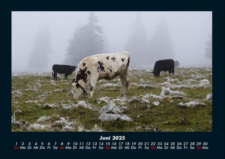 Produktbild: Kuhkalender 2025 Fotokalender DIN A4