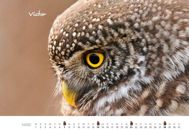 Produktbild: Eulen Kalender 2027