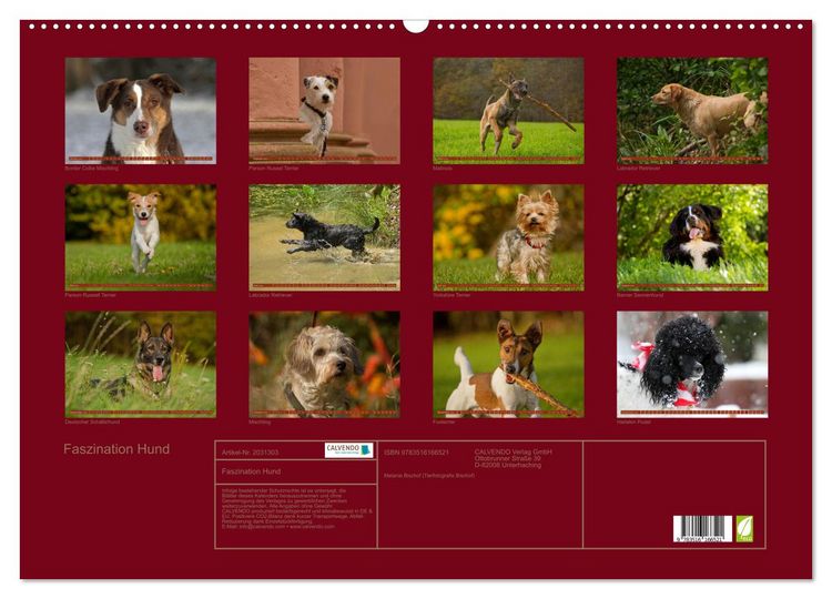 Produktbild: Faszination Hund (Wandkalender 2026 DIN A2 quer), CALVENDO Monatskalender