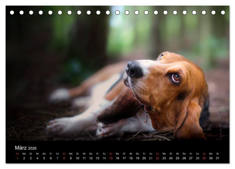 Produktbild: Der Basset, eine LANGE und besondere Liebe (Tischkalender 2026 DIN A5 quer), CALVENDO Monatskalender
