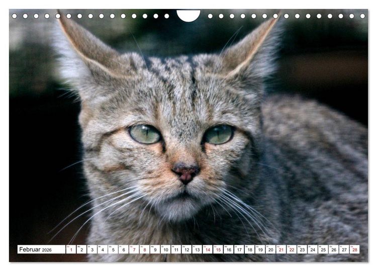 Produktbild: Wildkatzen - Die lautlosen J&auml;ger des Waldes (Wandkalender 2026 DIN A4 quer), CALVENDO Monatskalender