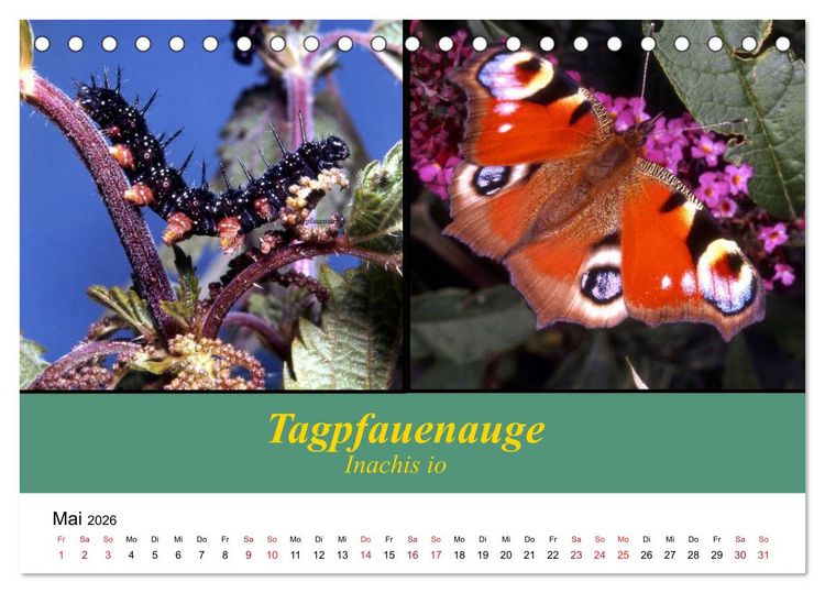 Produktbild: Zwei Leben, Raupe und Schmetterling (Tischkalender 2026 DIN A5 quer), CALVENDO Monatskalender