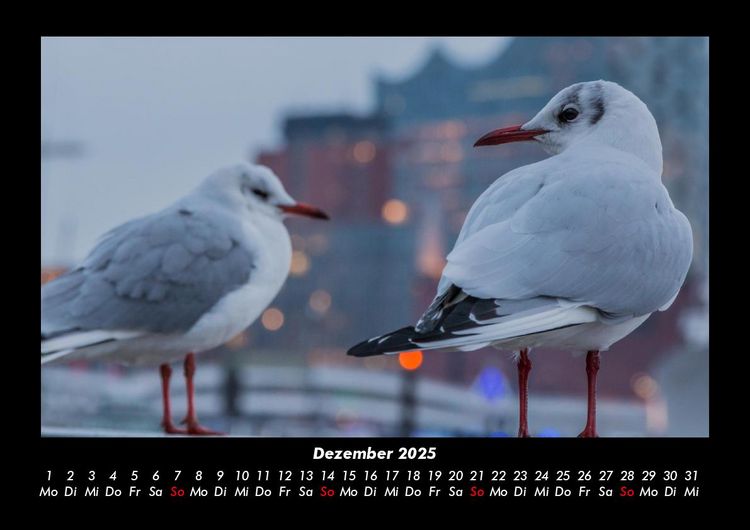 Produktbild: M&ouml;wen 2025 Fotokalender DIN A3
